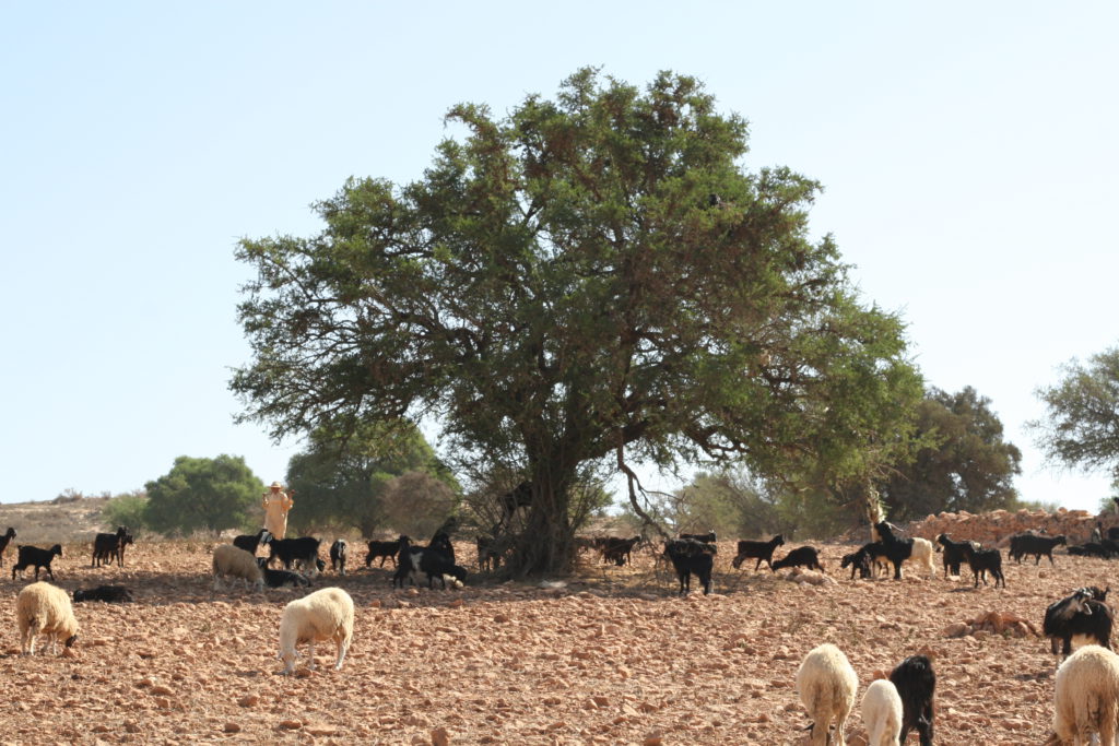 an argan tree in morocco