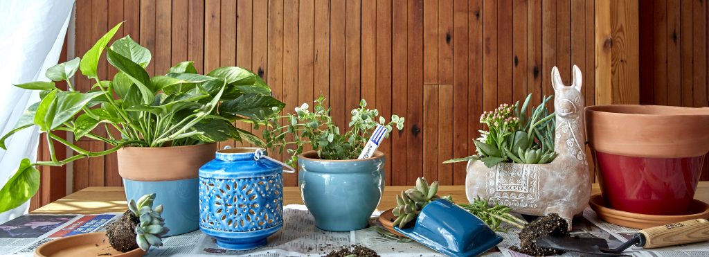 Black Thumb to Green: How to Cultivate a Plant Oasis in ...