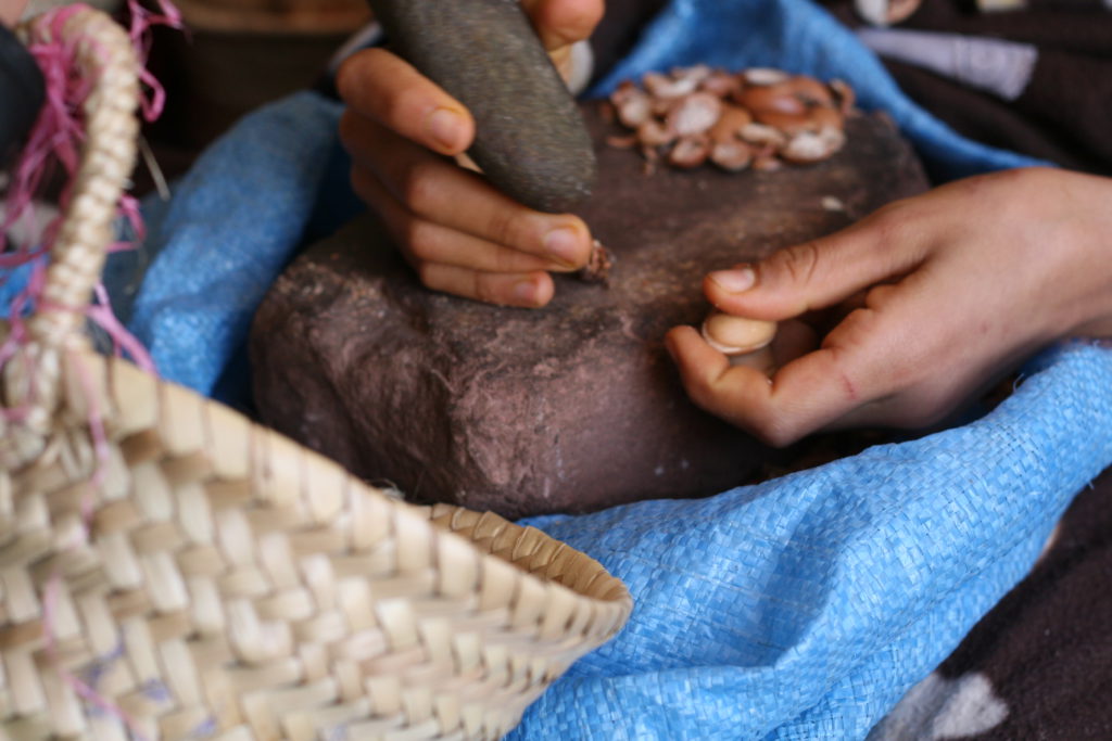 close up of argan nut, argan oil production, the argan project