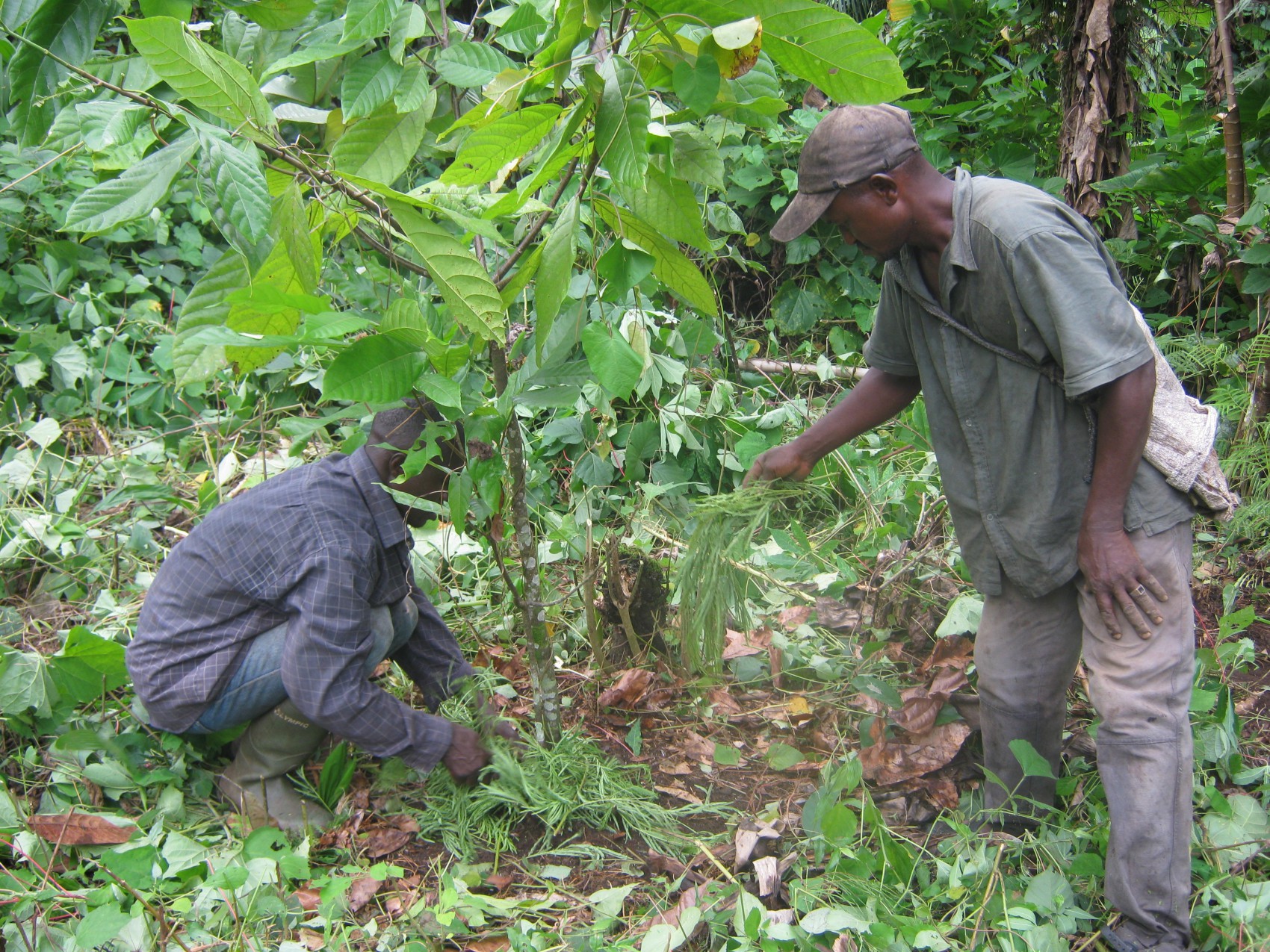 examples of agroforestry