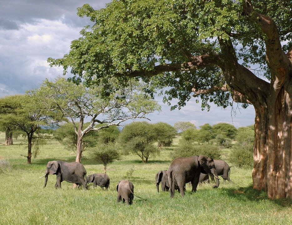 elephant herd